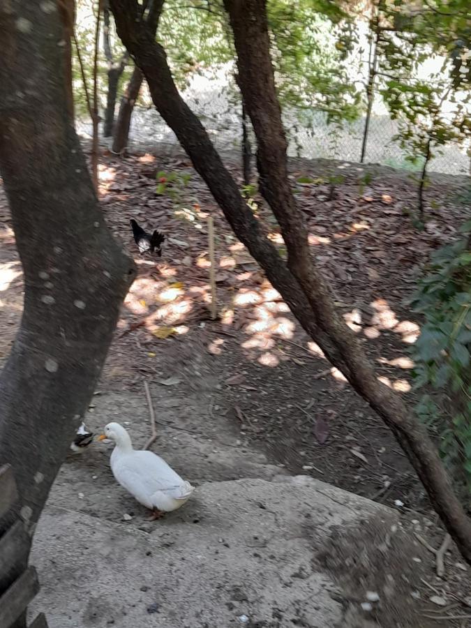 Camping Late Gjirokastër Екстериор снимка